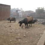 img-9044 - 